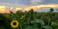 Sunset sunflower. Photographer: Chris Spies