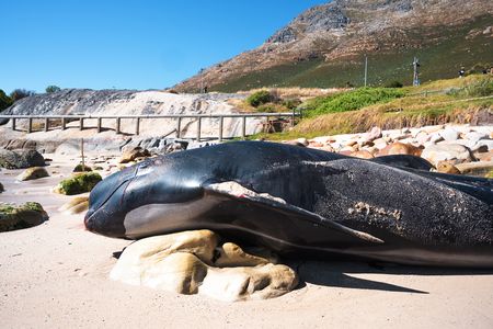 In Pictures: 14-Foot Pilot Whale Found Beached in Simon's Town