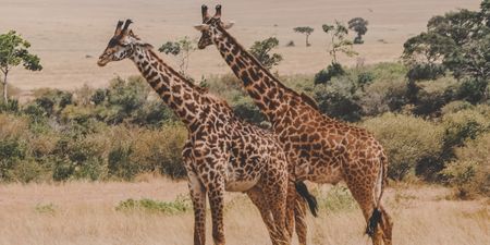 Claims of animal abuse swirl around long, murky probe into death of South African giraffes in Brazil