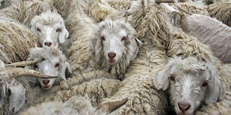 The tangled web of the Lesotho Wool War