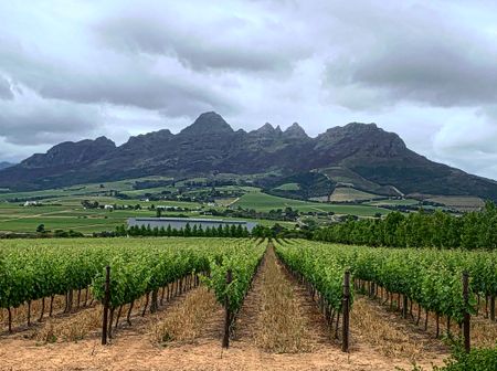 Wine industry lurches from a new crisis – powerlessness