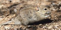 Derek Keats<br>African striped mouse, or Four-striped Grass Mouse, Rhabdomys pumilio, at Kgalagadi Transfrontier Park, Northern Cape, South Africa