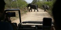 A herd of elephants at the Numbi Gate of the Kruger National Park. (Photo: Gallo Images / Daily Maverick / Felix Dlangamandla)