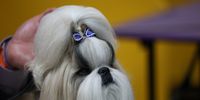 NEW YORK, NEW YORK - FEBRUARY 10: Comet the Shih Tzu, 1st Place winner of the Toy Group, during the 149th Annual Westminster Kennel Club Dog Show – Group Judging (Hound, Toy, Non-Sporting, Herding) at Madison Square Garden on February 10, 2025 in New York City. (Photo by Sarah Stier/Getty Images for Westminster Kennel Club)
