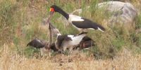 Saddlebill stork feeding her chicks.