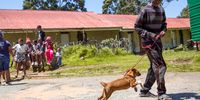 Durban Deep, South Africa - February 23, 2019: 23-year-old, Fuzile Jwara, walks a puppy at CLAW (Community Led Animal Welfare) in Durban Deep, near Johannesburg, South Africa. Jwara volunteers most of his spare time to working at the animal welfare organisation despite living with FAPS (Familial adenomatous polyposis), a genetic disorder that could become cancer. Fuzile is enrolled at the University of Johannesburg doing a BA degree. Picture: DANIEL BORN for DAILY MAVERICK