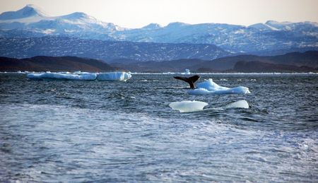 Greenland Adds Nutrient To Ocean In Side-Effect Of Thaw - Study