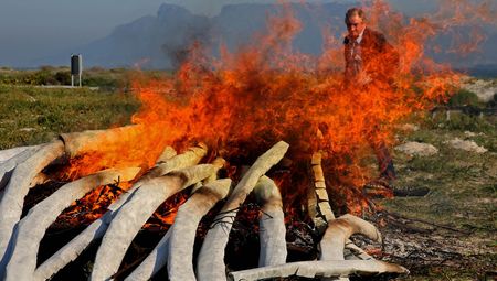 World Elephant Day: A chance to renew efforts to save Africa’s great grey beasts