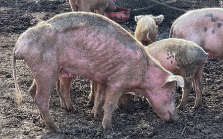 Swine fever scare triggers culling of pigs in Bredasdorp