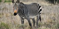 Cape Mountain Zebra. Photographer: Prakash Bhikha