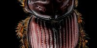 Scarab beetle. Image: USGSBIML Team