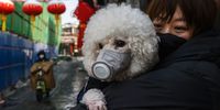 BEIJING, CHINA - FEBRUARY 07: A Chinese woman holds her dog that is wearing a protective mask as well as they stand in the street on February 7, 2020 in Beijing, China. The number of cases of a deadly new coronavirus rose to more than 31000 in mainland China Friday, days after the World Health Organization (WHO) declared the outbreak a global public health emergency. China continued to lock down the city of Wuhan in an effort to contain the spread of the pneumonia-like disease which medical experts have confirmed can be passed from human to human. In an unprecedented move, Chinese authorities have put travel restrictions on the city which is the epicentre of the virus and municipalities in other parts of the country affecting tens of millions of people. The number of those who have died from the virus in China climbed to over 636 on Friday, mostly in Hubei province, and cases have been reported in other countries including the United States, Canada, Australia, Japan, South Korea, India, the United Kingdom, Germany, France and several others. The World Health Organization has warned all governments to be on alert and screening has been stepped up at airports around the world. Some countries, including the United States, have put restrictions on Chinese travellers entering and advised their citizens against travel to China. (Photo by Kevin Frayer/Getty Images)