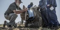 A rhino is drugged before its horn is removed at John Hume's farm in Mpumalanga. (Photo: Gallo Images / Rapport / Conrad Bornman)