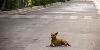 NEW DELHI, INDIA - APRIL 07: A stray dog sits in the middle of a deserted road, as India remains under an unprecedented lockdown over the highly contagious coronavirus (COVID-19) on April 07, 2020 in New Delhi, India. As India remains under an unprecedented lockdown the number of Covid-19 cases has crossed the 4000 mark with 136 deaths and the provincial governments have identified over 30 hotspots. Most reports say as the 21-day lockdown ends on April 14, the Narendra Modi government will keep these hotspots under stringent restrictions and ramp up the testing. India ranks extremely low in the coronavirus-hit countries list based on the number of tests done per million population. India has reported less than 4,300 infected cases and 130,000 tests so far. This means India has carried out 93 tests per million population and reported only three cases per million population. (Photo by Yawar Nazir/Getty Images)