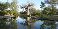 Trees on reflection: Zinave National Park, Mozambique. Image: Brian Alexander 