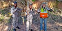 (From left) Alic Kapito, Gift Barton and Toby Adams ready to carry logs up Table Mountain.<br>(Photo: Supplied)