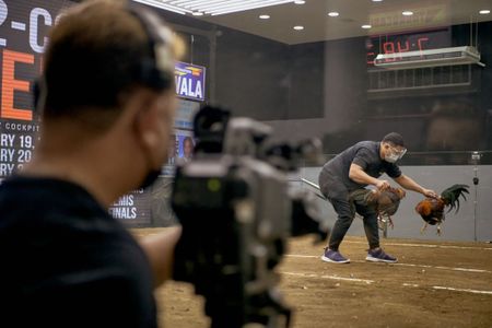 Eastern Cape Gambling Board defies ministerial order to halt cockfighting bets