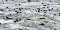 Namibia cape cross seal reserve south african fur seal arctocephalus pusillus colony