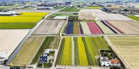An aerial view taken with a drone of colorful bulb fields in Lisse, The Netherlands, 28 March 2023. The fields of hyacinths are already in full bloom.  EPA-EFE/JEFFREY GROENEWEG