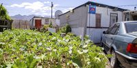 It is not uncommon to see small vegetable patches in and around Zwelethemba. People use gardens largely for self consumption, with some bartering with neighbours. (Photo: Ashraf Hendricks)