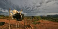 Handsome male ostrich patrolling the fenceline at Rietfontein Farm outside Oudtshoorn.
