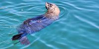 Seal relaxing. Photographer: Leo Schub