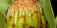 Raindrops on Protea Nitida. Photographer: Anneen Steyn-Durand