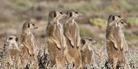 A pre-breakfast warm up the Meerkat way: near Swellendam. Photographer: Peter Brown 