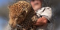 How the world’s top trophy hunters are killing off leopards