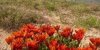Wildflowers don’t care where they grow. Photographer: Elke Peters