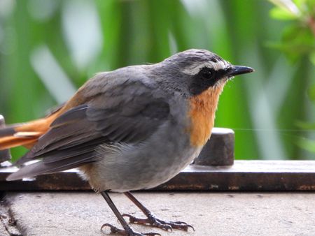 Environmental lawyer provides a bird’s-eye view of Jozi's city slickers