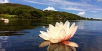 Waterlily Silvermine Nature Reserve, Cape Town. Image: Ocean Steenkamp