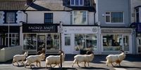 LLANDUDNO, WALES - MARCH 31: Mountain goats roam the streets of LLandudno on March 31, 2020 in Llandudno, Wales. The goats normally live on the rocky Great Orme but are occasional visitors to the seaside town, but a local councillor told the BBC that the herd was drawn this time by the lack of people and tourists due to the COVID-19 outbreak and quarantine measures. (Photo by Christopher Furlong/Getty Images)