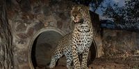 Roads versus roams — can culverts save Greater Kruger’s leopards on deadly R40 highway