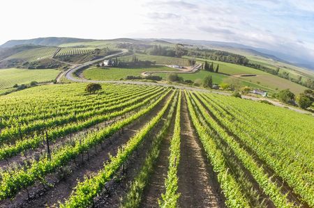 The wine industry during lockdown