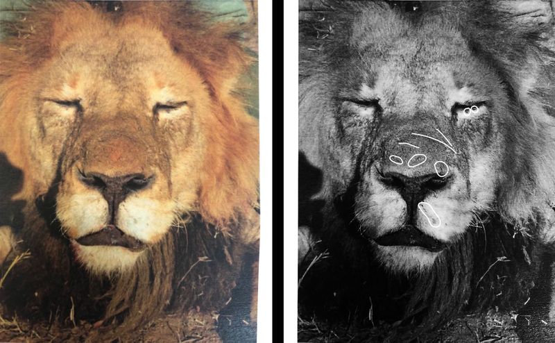 Permitting authority shows Parliament photo of dead lion it claims