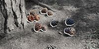 The joys of gathering pine cones in Joburg over the quiet festive season
