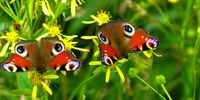 Two peacock butterflies perched on yellow flowers. Image: Pexels