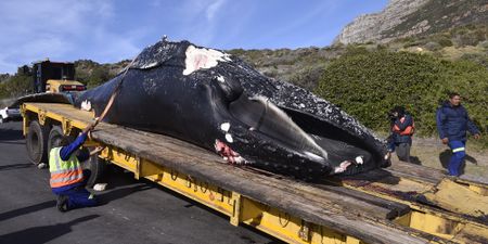A whale of a controversy erupts as a second whale dies in two weeks