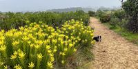 Lower Tokai fynbos ‘can recover’, but scientists divided over what comes next