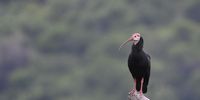 Bald Headed Ibis taken at Hazelmere Dam, KZN.