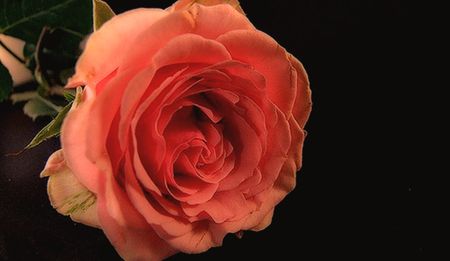 Wake up, Zambia, smell the roses