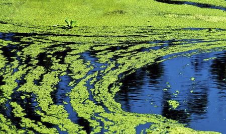 Cyanobacteria and government inaction are threatening the country’s water supply
