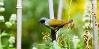 Swee waxbill in the morning sun. Image: Dylan O'Hagan