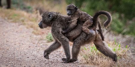 Activists welcome bid to extend Urban Baboon Programme, but red-flag budget and resource problems