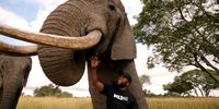 Joseph Makowa with an elephant. (Screengrab: Wild Africa Fund)