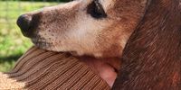 Afternoon Thing’s dedicated co-writer, Nutmeg. Retiring at last. Photographer: Sarah Hoek</p>
<p>P4U_readersubmission_20250411