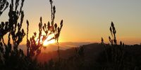 Sunrise from Kirstenbosch gardens at 6.55 Thursday, March 18th. Silver trees in the foreground.