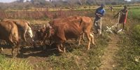Small-scale farmers in Zimbabwe use oxen to plough their vegetable field on 7 July, 2019. (Photo: Brian Mandipaza)