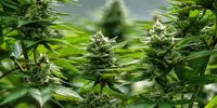 karoo-medicinal-cannabis